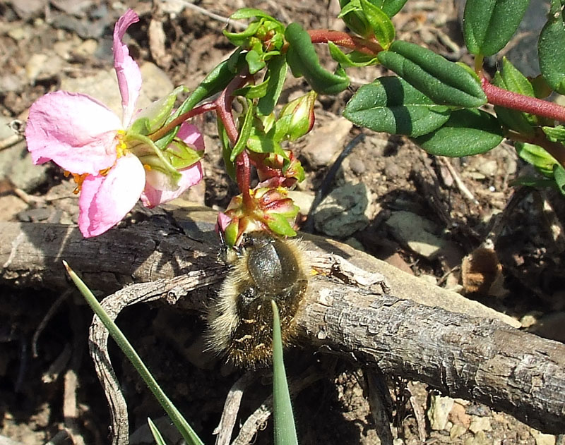 Helianthemum nummularium ssp. semiglabrum